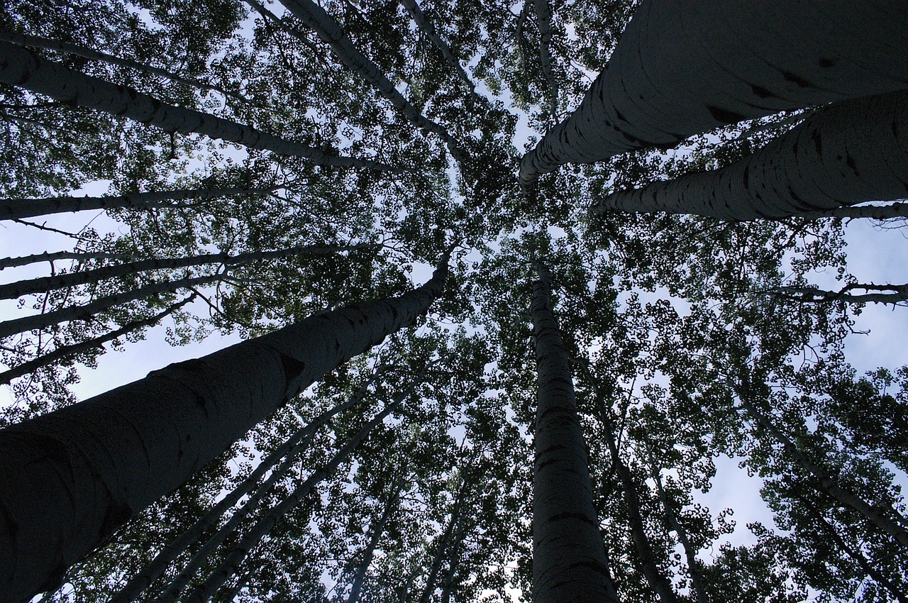 Miškas, Medžiai, Perspektyva, Nemokamos Nuotraukos,  Nemokama Licenzija