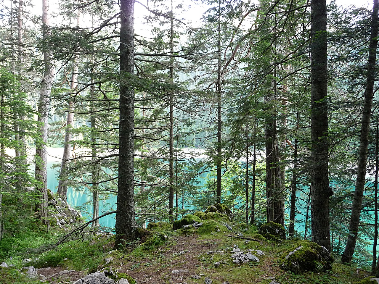 Miškas, Medis, Ežeras, Gamta, Nemokamos Nuotraukos,  Nemokama Licenzija