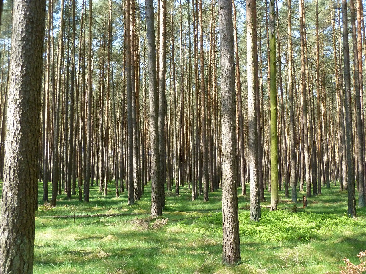 Miškas,  Medžiai,  Gamta,  Baustamm,  Pasakų Miškas,  Prisijungti, Nemokamos Nuotraukos,  Nemokama Licenzija