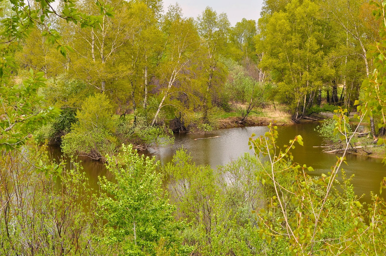 Miškas, Gamta, Upė, Medžiai, Flora, Gėlių, Miškai, Aplinka, Ekologija, Nemokamos Nuotraukos