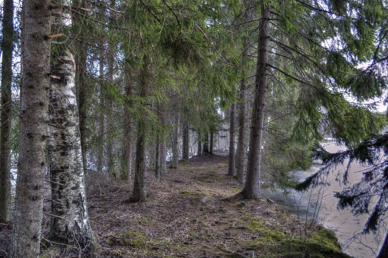 Miškas, Medis, Kelias, Pavasaris, Gamta, Suomių, Filialai, Reljefas, Žiema, Pušis