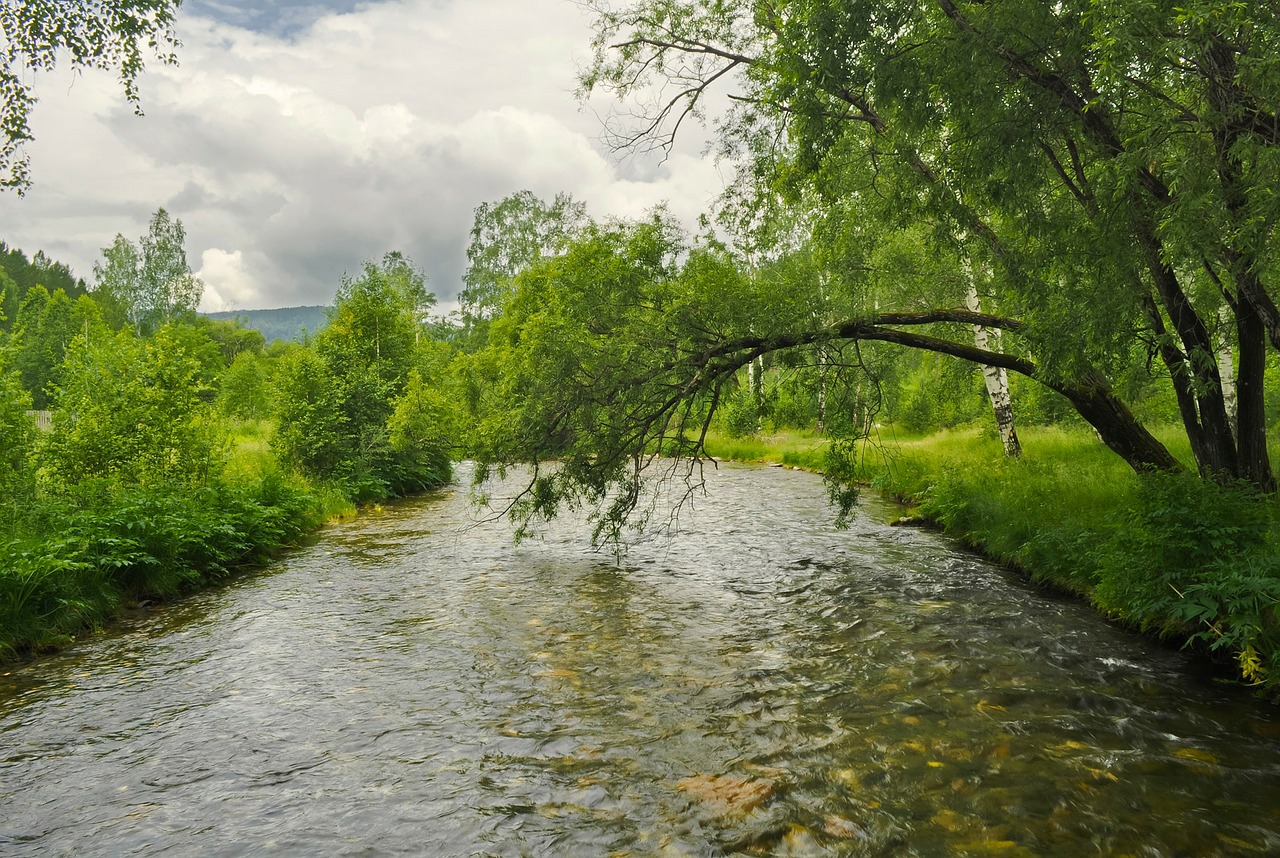 Miškas, Gamta, Medžiai, Žolė, Upė, Mediena, Žalias, Vasara, Nemokamos Nuotraukos,  Nemokama Licenzija