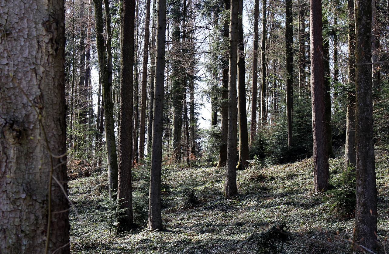 Miškas,  Mišrus Miškas,  Pavasaris,  Tylus,  Saulės Šviesa,  Poilsis,  Idilija, Nemokamos Nuotraukos,  Nemokama Licenzija