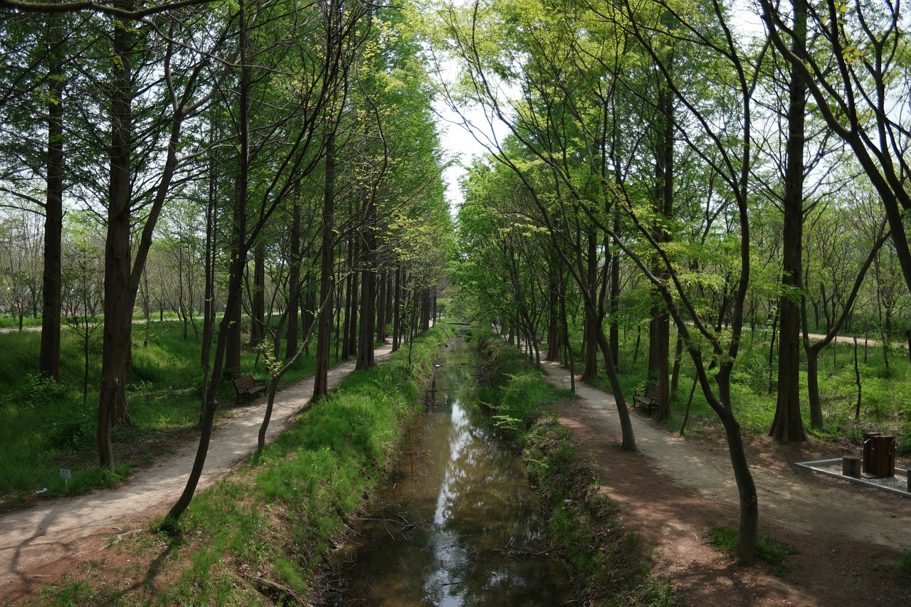 Miškas,  Gėlių Medis,  Arboretum,  Kraštovaizdis, Nemokamos Nuotraukos,  Nemokama Licenzija