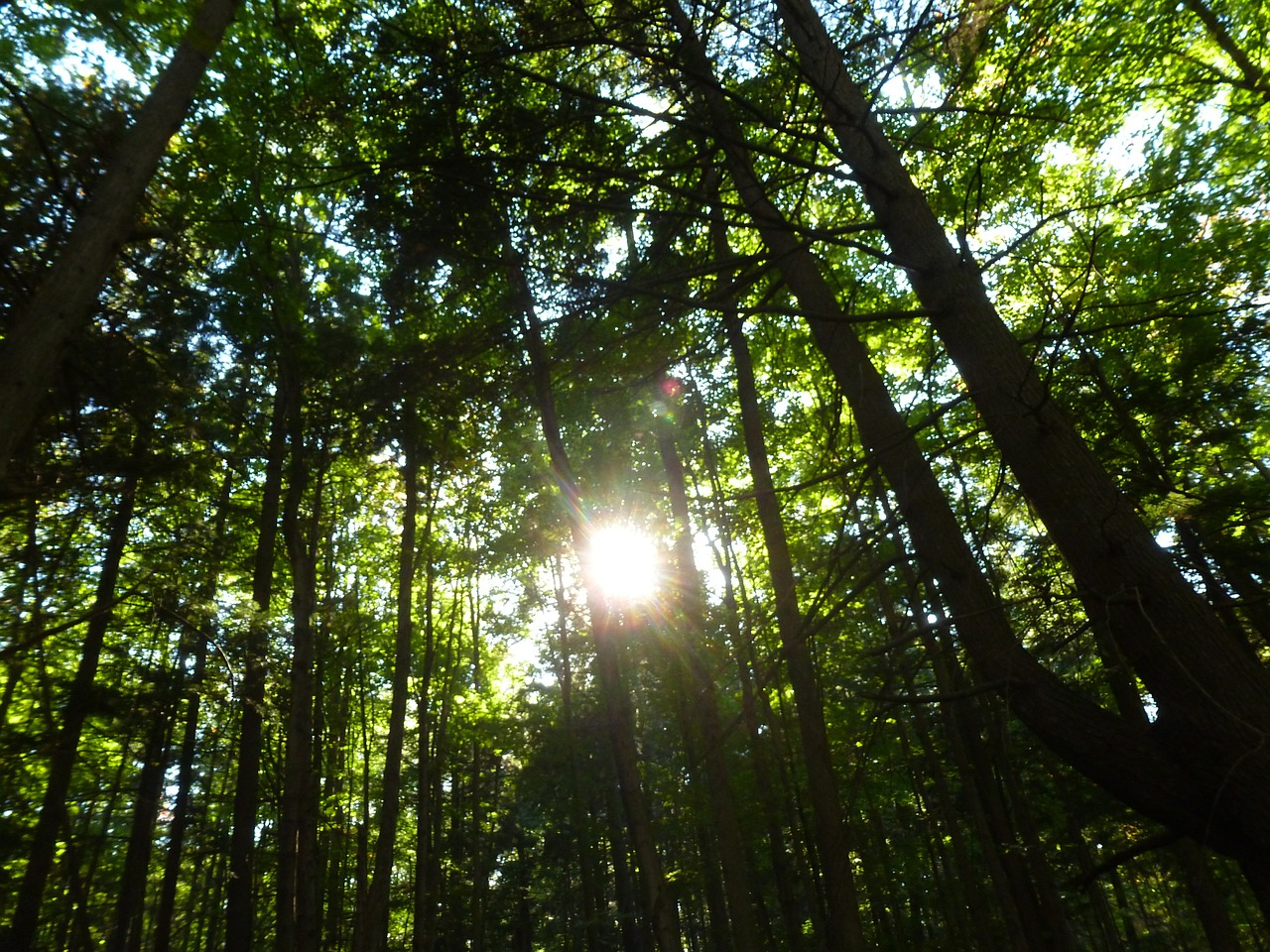 Miškas,  Saulės Šviesa,  Gamta,  Medis,  Lapija,  Vasara,  Lapai,  Ontarijas,  Kanada, Nemokamos Nuotraukos