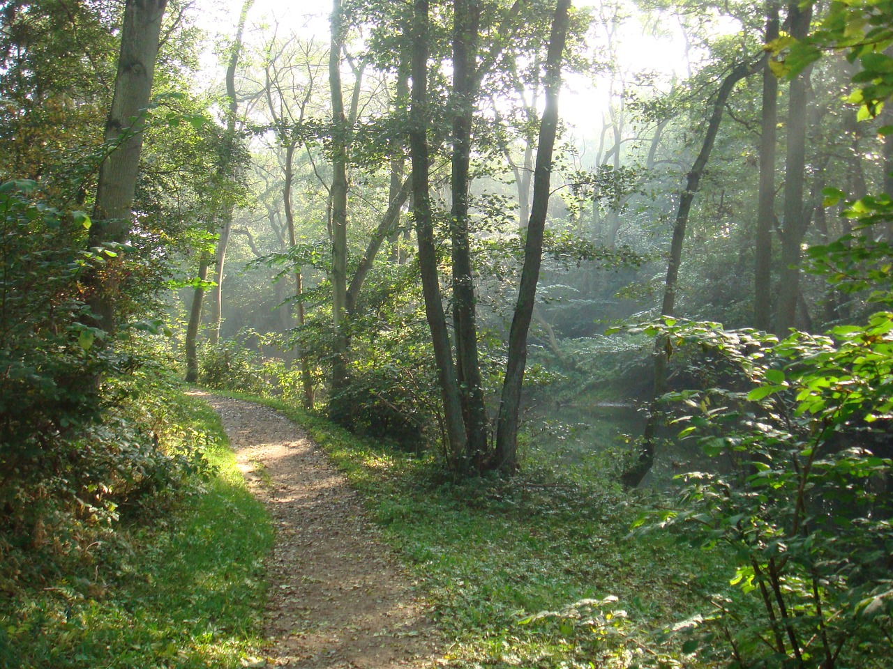 Miškas, Kelias, Denmark, Lapai, Medžiai, Miško Takas, Žygiai, Takas, Medis, Gamta