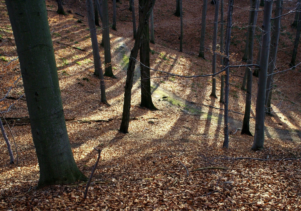 Miškas, Ruduo, Lapai, Rudens Miškas, Paleisti, Šešėlis, Ispaniškas, Nemokamos Nuotraukos,  Nemokama Licenzija