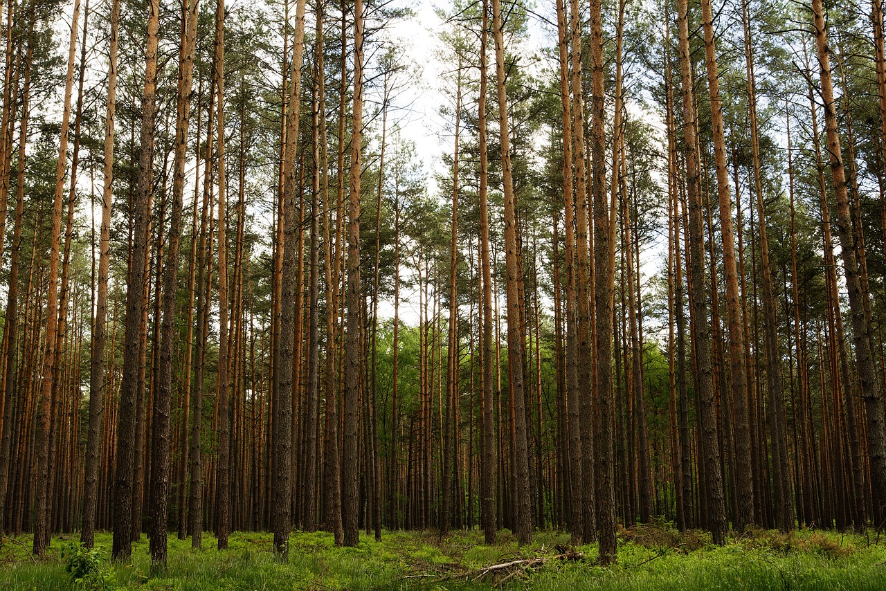 Miškas, Medžiai, Dangus, Uckermark, Meklenburgas, Mecklenburgische Seenplatte, Meklenburgo Ežerų Rajonas, Gamta, Kraštovaizdis, Ličenas