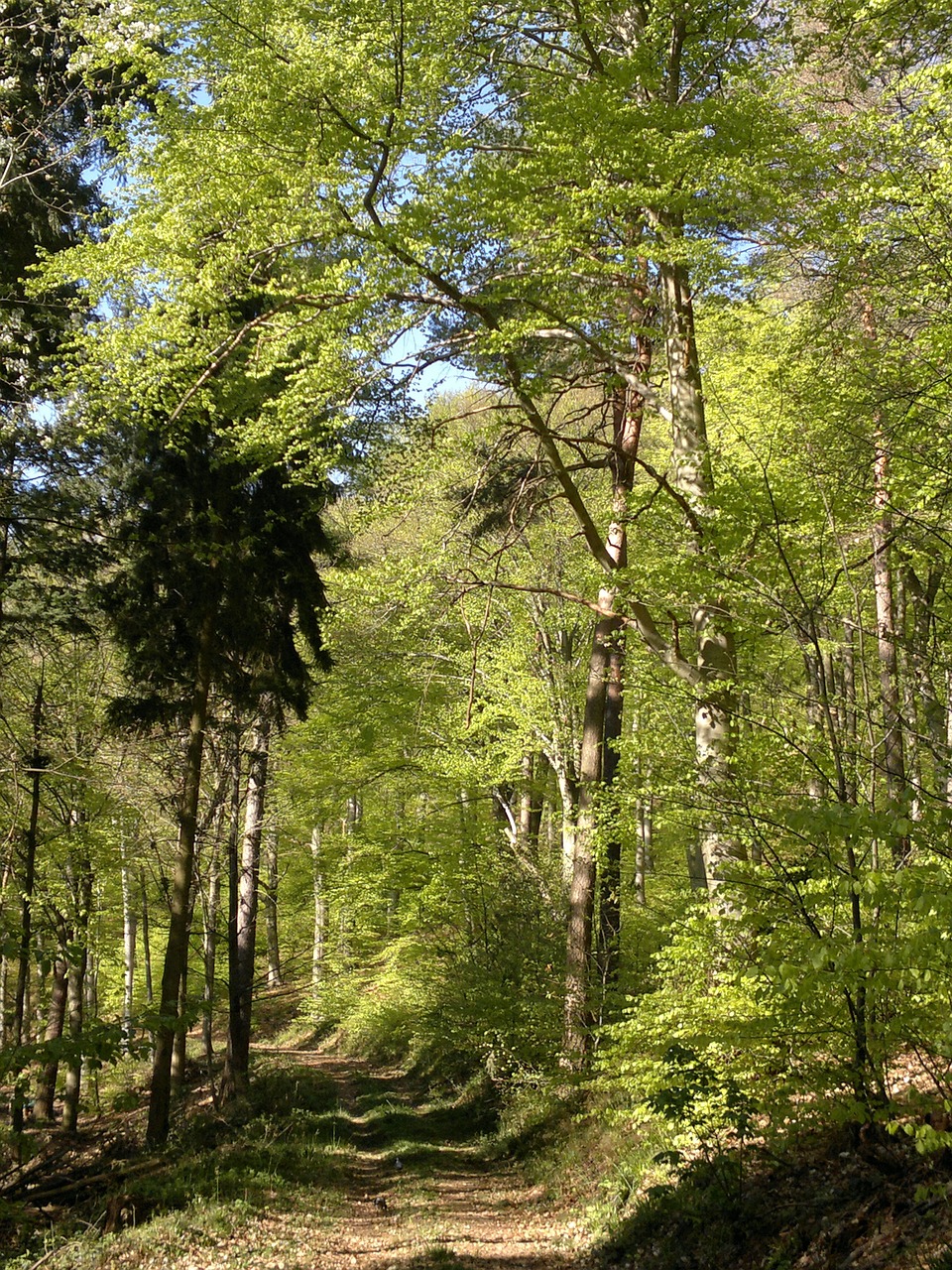 Miškas,  Pavasaris,  Žalias,  Medžiai,  Gamta,  Lapai,  Kraštovaizdis,  Kalnas,  Takas,  Mišrus Miškas