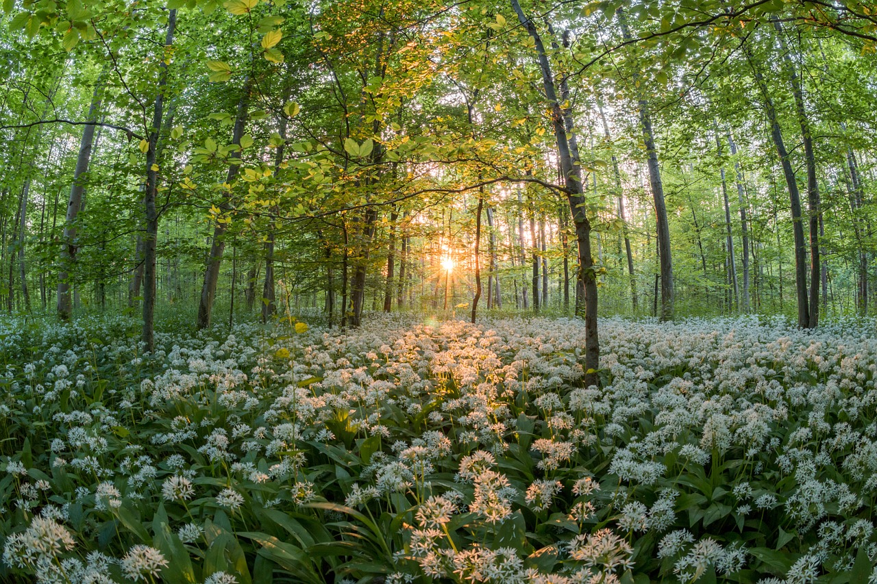 Miškas, Lokio Česnakai, Saulėlydis, Saulė, Augalai Jūra, Abendstimmung, Saulės Šviesa, Laukiniai Česnakai, Medžio Česnakai, Česnako Špinatai