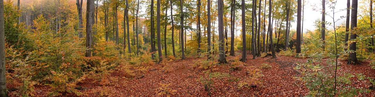 Miškas, Gamta, Medžiai, Kraštovaizdis, Nemokamos Nuotraukos,  Nemokama Licenzija