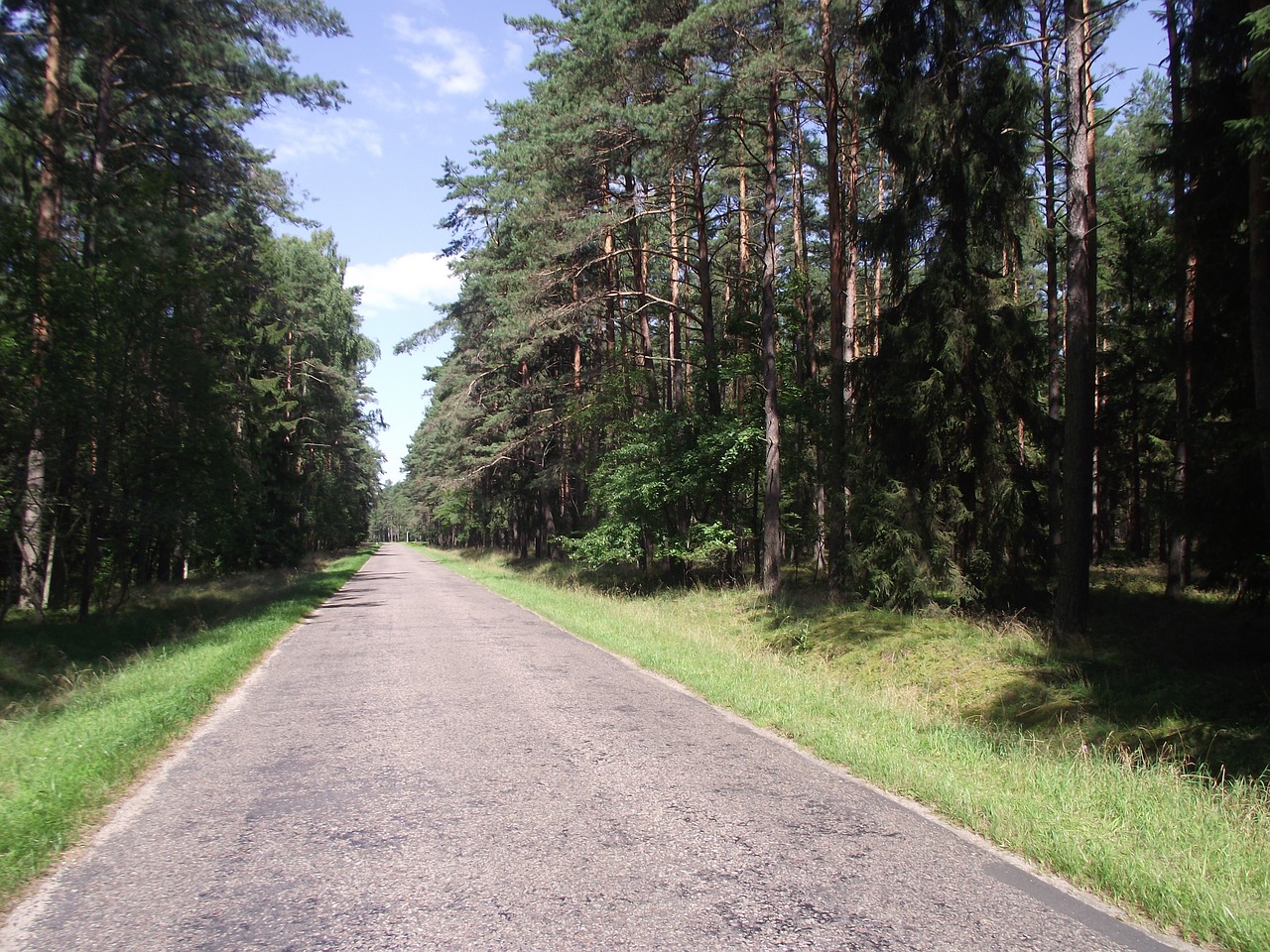 Miškas, Medžiai, Lapija, Kelias, Nemokamos Nuotraukos,  Nemokama Licenzija