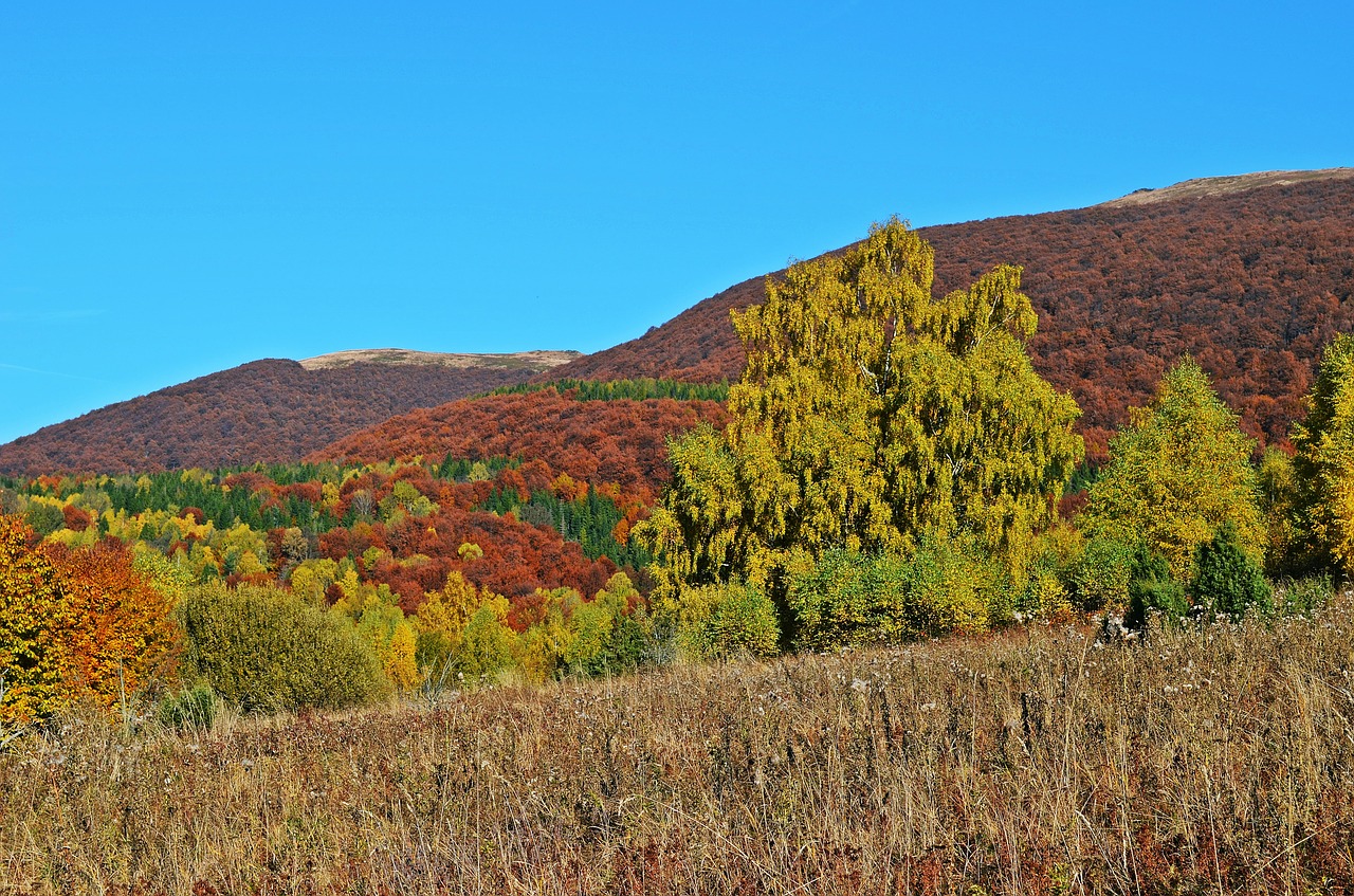 Miškas,  Kalnai,  Kraštovaizdis,  Gamta,  Panorama,  Perspektyva,  Dangus,  Vaizdas,  Medis,  Vaizdas Iš Viršaus