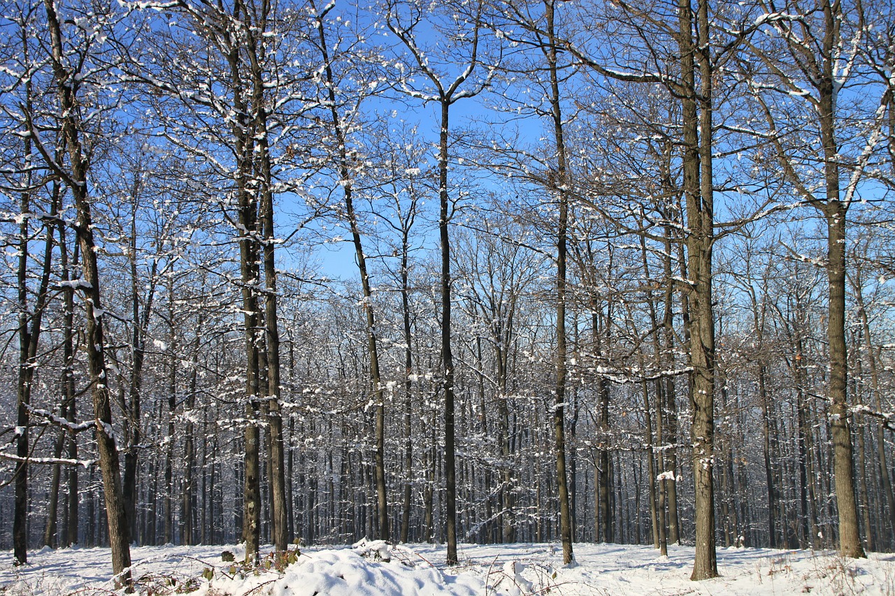 Miškas, Sniegas, Žiema, Medžiai, Miškai, Šaltas, Šaltis, Kraštovaizdis, Gamta, Sniegas