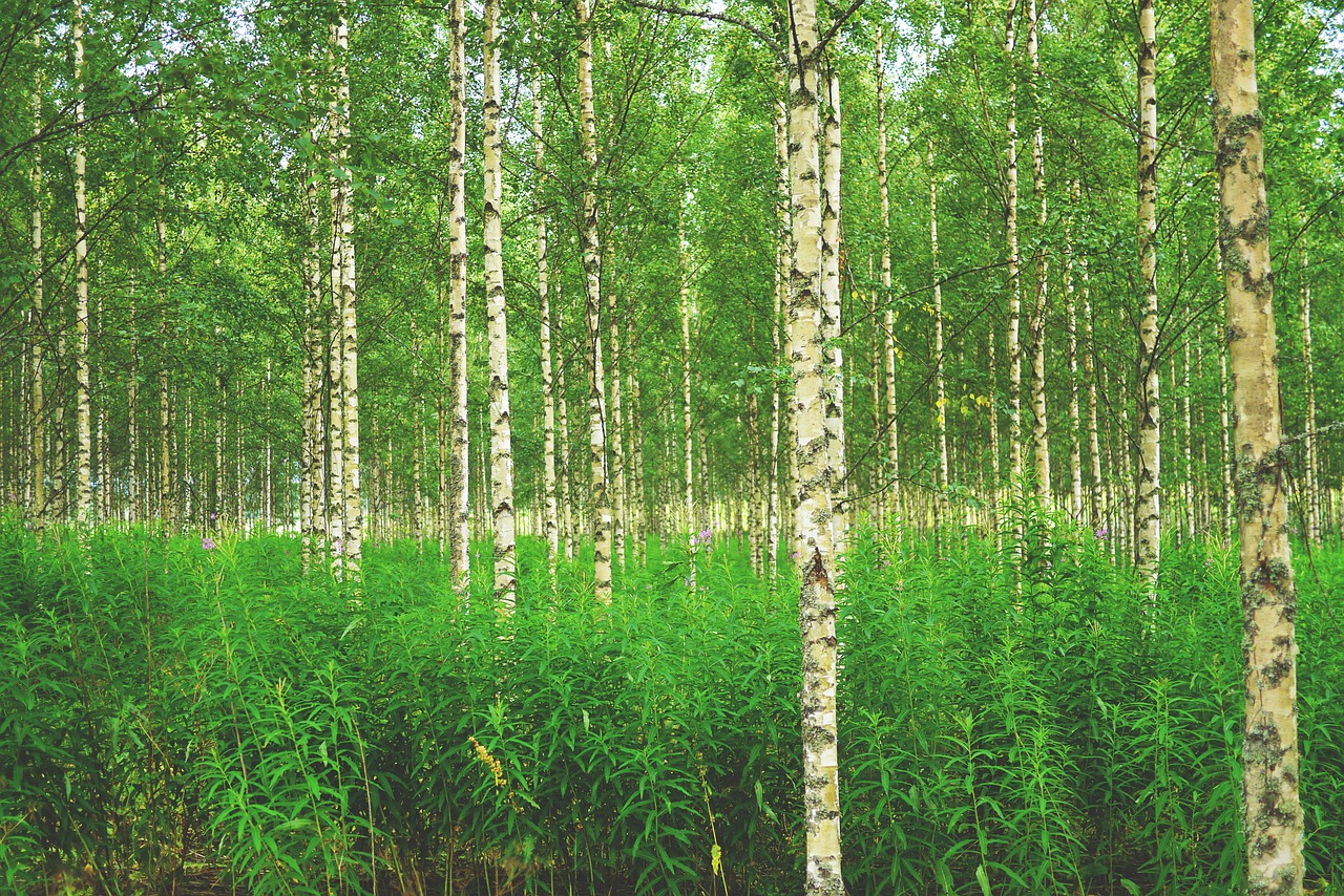 Miškas, Beržas, Beržo Miškas, Medžiai, Gamta, Finland, Skandinavija, Šiaurė, Nemokamos Nuotraukos,  Nemokama Licenzija