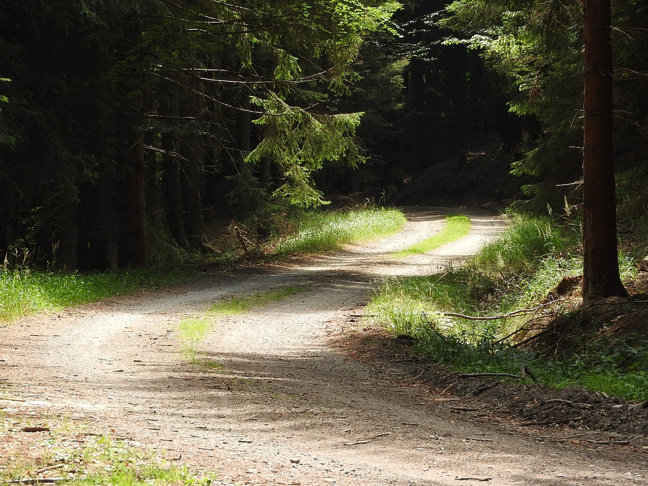 Miškas, Miško Kelias, Medžiai, Bohemija, Spygliuočių, Eglė, Pietų Bohēma, Nemokamos Nuotraukos,  Nemokama Licenzija