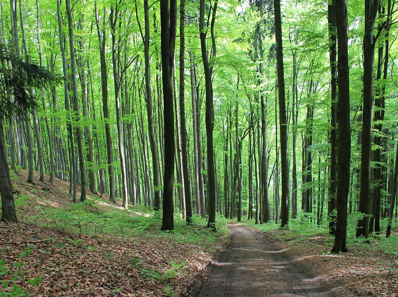 Miškas, Kelias, Miško Kelias, Medžiai, Žalias, Bohemija, Gamta, Lapuočių Medis, Vaikščioti, Vasara