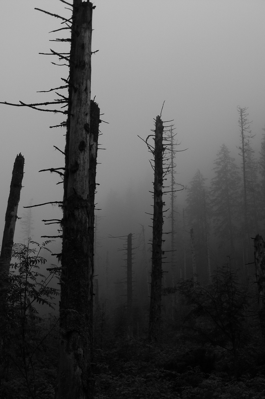 Miškas, Tamsi, Rūkas, Tatry, Pilka Diena, Nemokamos Nuotraukos,  Nemokama Licenzija