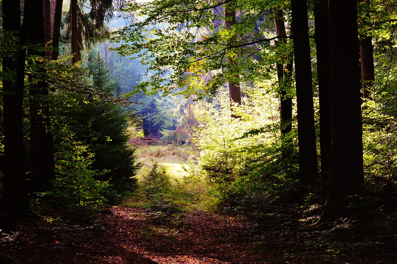 Miškas, Medžiai, Lapai, Saulė, Morgenstimmung, Gamta, Kraštovaizdis, Miškai, Nemokamos Nuotraukos,  Nemokama Licenzija