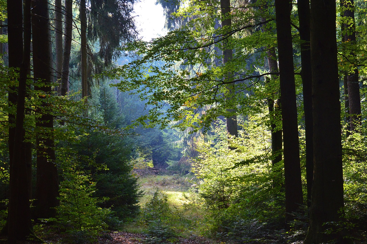 Miškas, Medžiai, Lapai, Saulė, Morgenstimmung, Gamta, Kraštovaizdis, Miškai, Nemokamos Nuotraukos,  Nemokama Licenzija