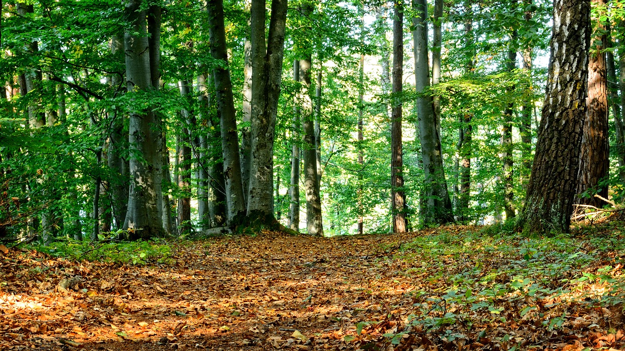 Miškas, Mišrus Miškas, Ruduo, Poilsis, Tylus, Gamta, Miškininkystė, Medžiai, Nuotaika, Atsigavimas