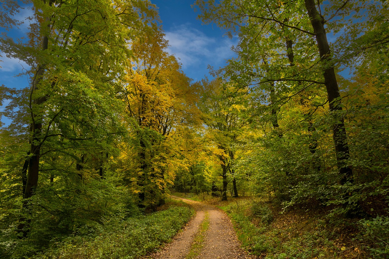 Miškas, Ruduo, Medžiai, Spalvinga, Rudens Miškas, Kritimo Spalva, Mistinis, Gamta, Lapai, Nemokamos Nuotraukos