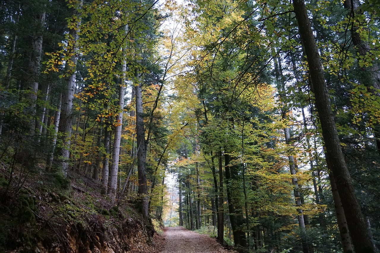 Miškas, Toli, Ruduo, Medis, Gamta, Kraštovaizdis, Nemokamos Nuotraukos,  Nemokama Licenzija