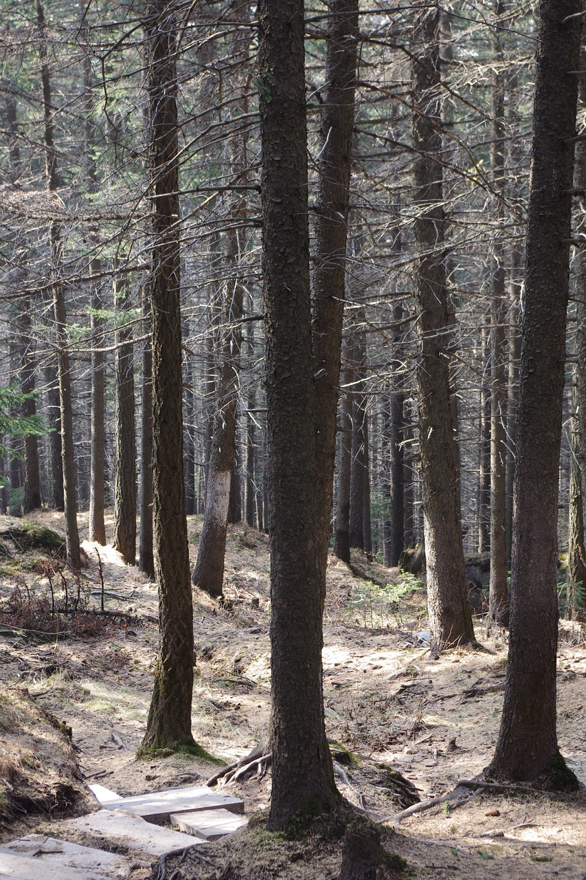 Miškas, Kelionė, Luya, Nacionalinis Parkas, Medis, Miškai, Automobilių Stovėjimo Aikštelė, Nemokamos Nuotraukos,  Nemokama Licenzija