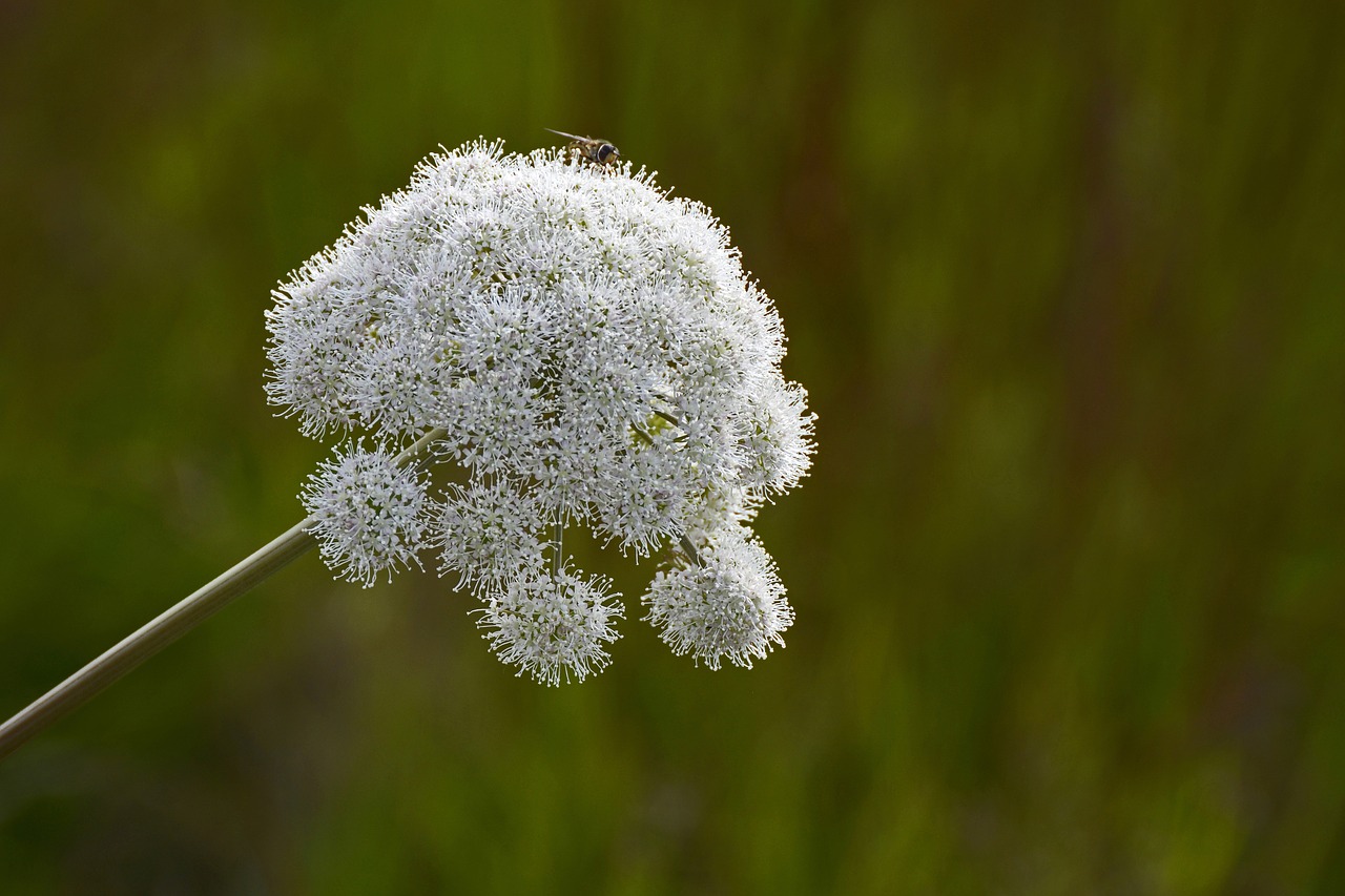 Miško Angelika, Apiaceae, Doldengewächse, Augalas, Gėlė, Gamta, Balta, Žiedas, Žydėti, Iceland