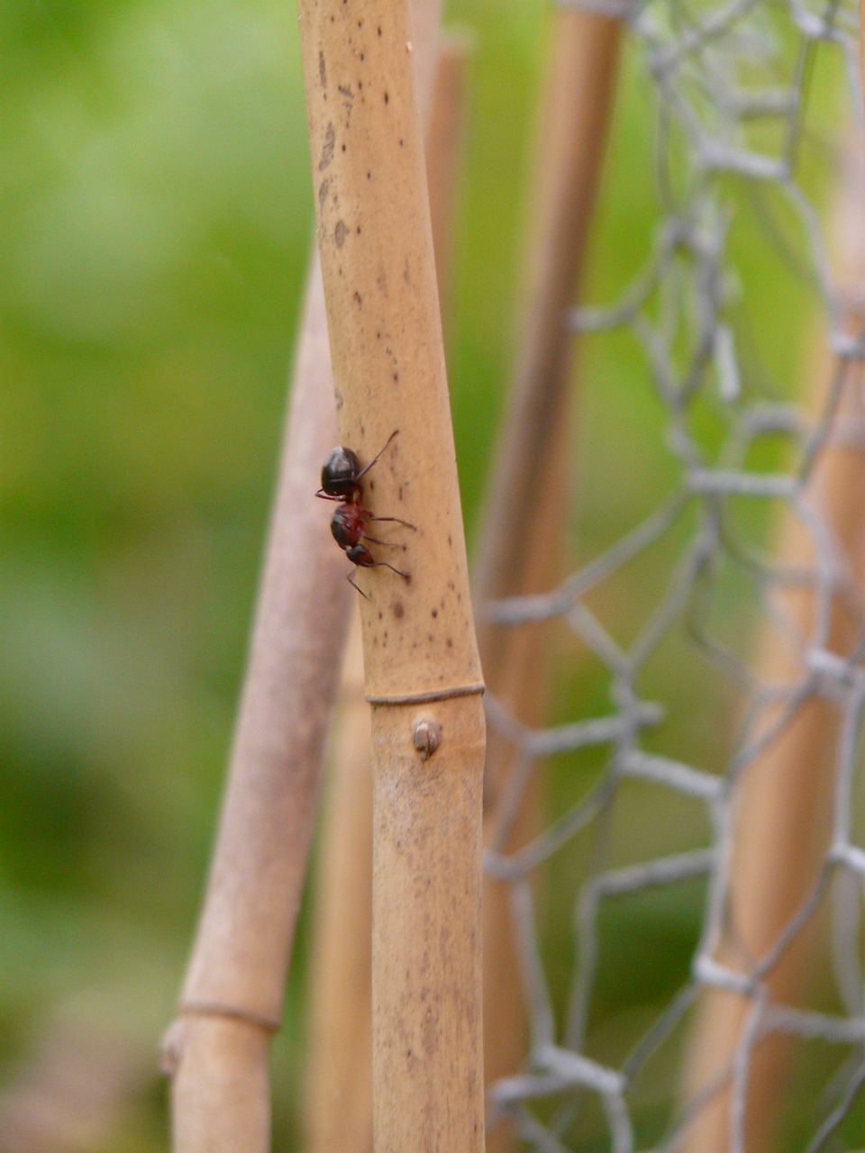 Miško Ant Karalienė, Medžio Skruzdėlė, Ant, Gamta, Raudona Mediena, Nuskaityti, Vabzdys, Formica Polyctena, Nemokamos Nuotraukos,  Nemokama Licenzija