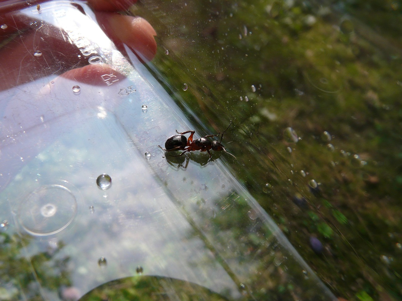 Miško Ant Karalienė, Ant Karalienė, Medžio Skruzdėlė, Ant, Gamta, Raudona Mediena, Vabzdys, Formica Polyctena, Nemokamos Nuotraukos,  Nemokama Licenzija