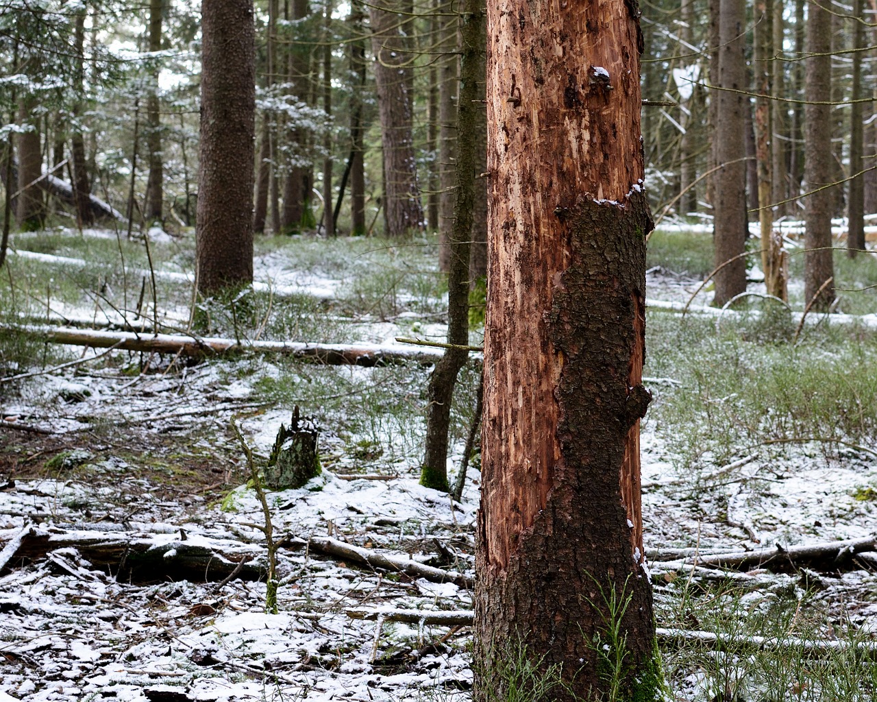 Miško Žala, Medžio Žievė, Pažeista, Aplinka, Gamta, Vabzdys, Eco, Waldsterbenas, Mirti, Medžiai