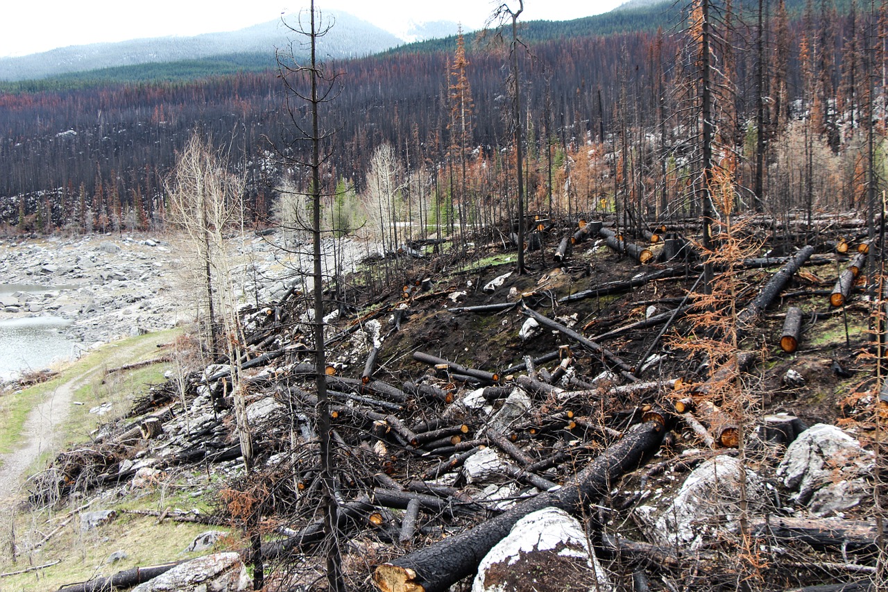 Miško Gaisras, Dvasinis Ežeras, Jašis, Alberta, Kanada, Charred, Bankas, Filialas, Filialai, Spalvinga