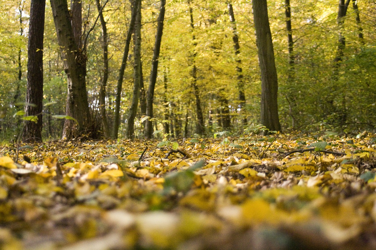 Miško Paklotė, Lapai, Ruduo, Šviesus, Kritimo Spalva, Atsiras, Saulėtas, Spalvinga, Nemokamos Nuotraukos,  Nemokama Licenzija