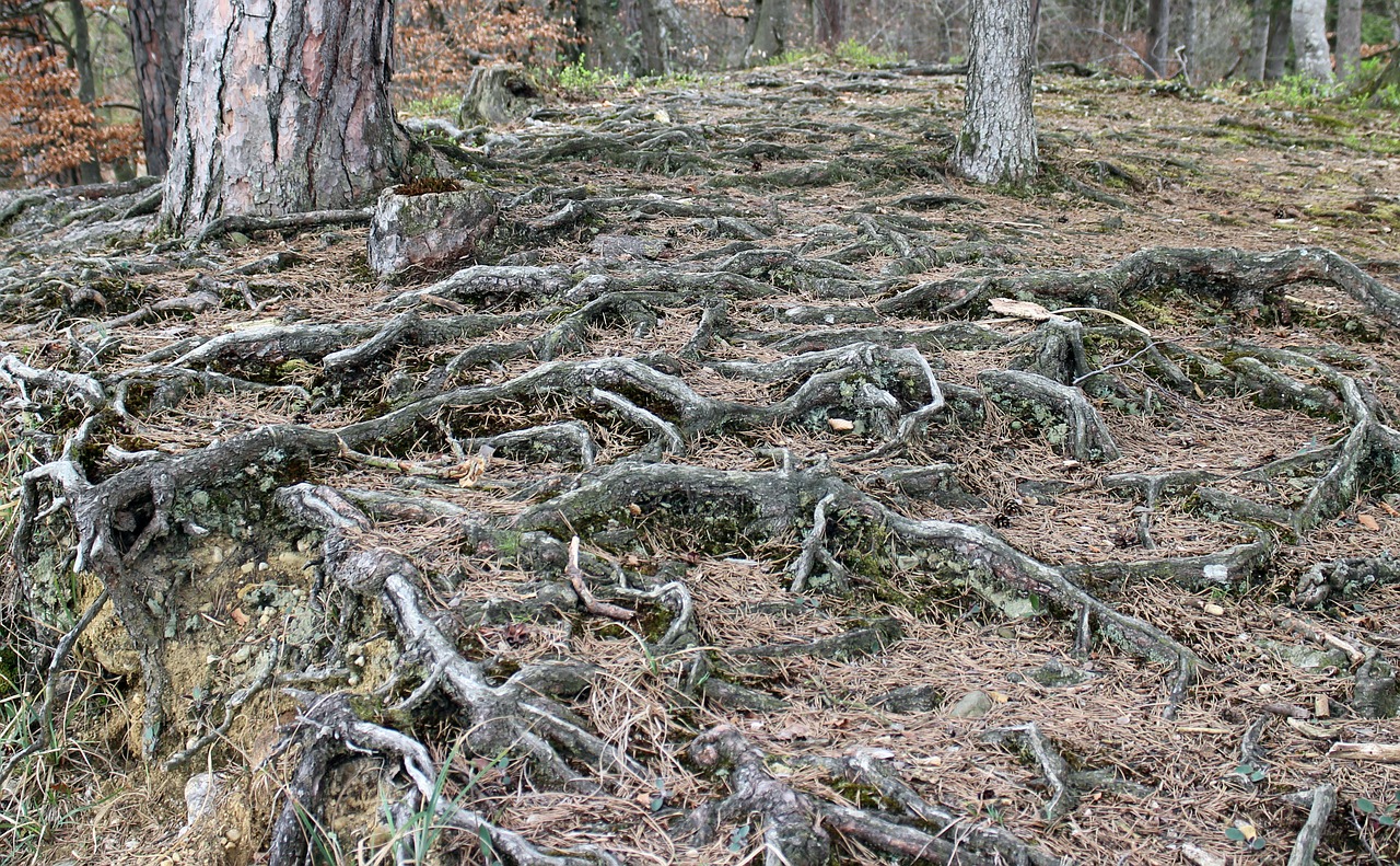 Miško Paklotė, Šaknis, Užaugo, Gnarled, Šaknys Sistema, Nemokamos Nuotraukos,  Nemokama Licenzija