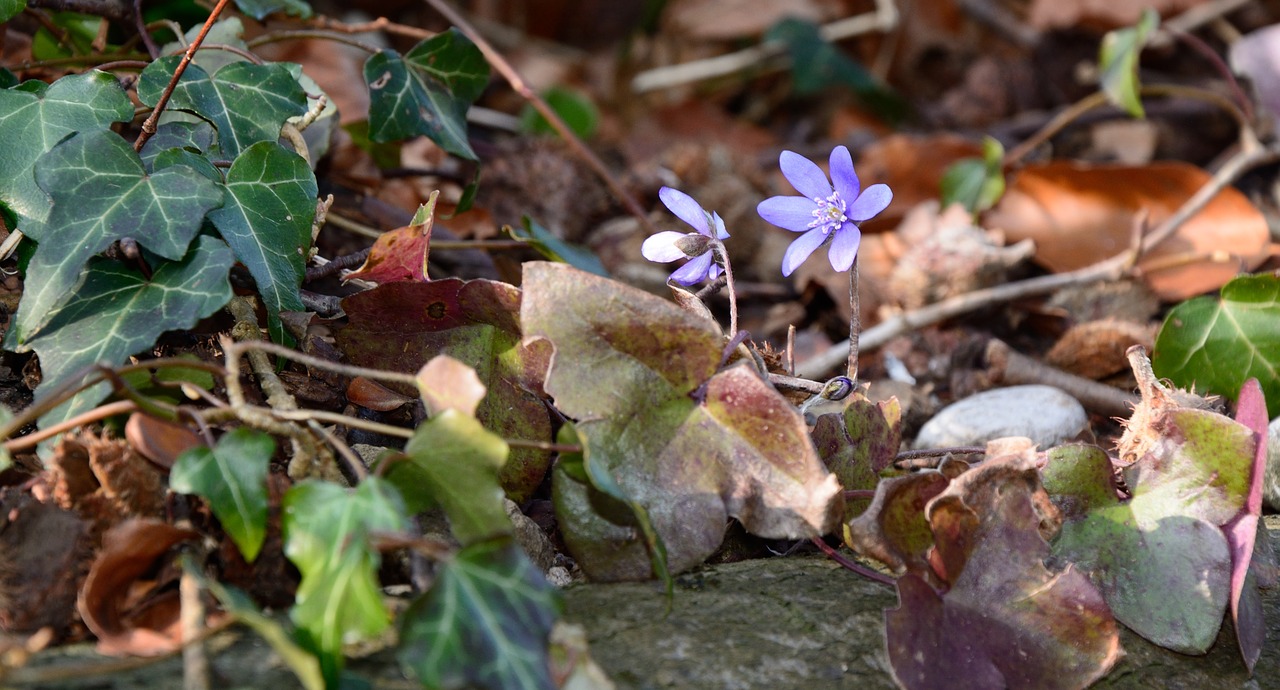 Miško Paklotė, Žemė, Miškas, Gamta, Lapai, Ivy Gėlė, Hepatica, Spalvoti Lapai, Nemokamos Nuotraukos,  Nemokama Licenzija