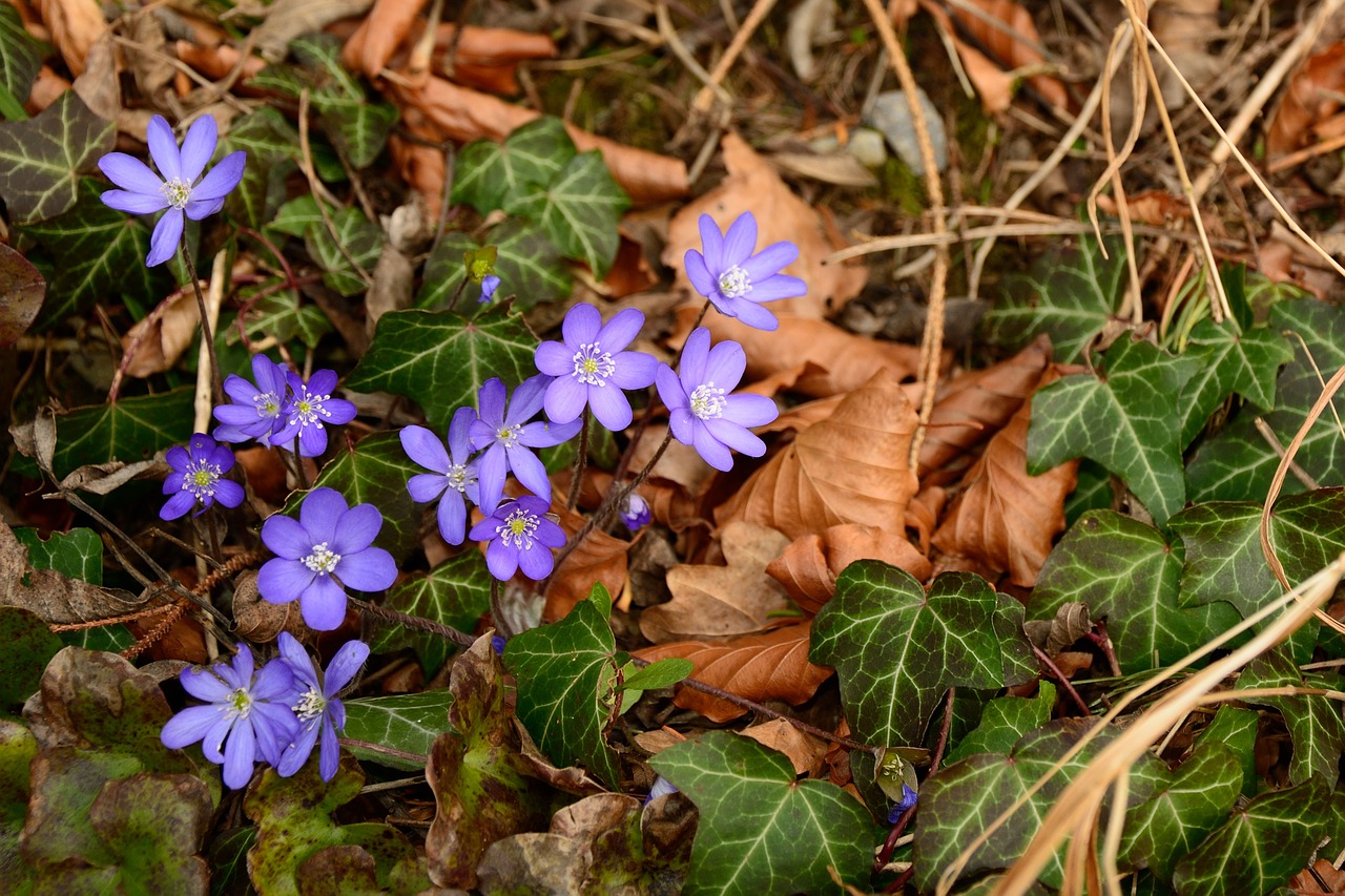 Miško Paklotė, Žemė, Lapai, Ivy Gėlės, Miškas, Gamta, Pavasaris, Žinoma, Hepatica, Pavasario Pranašys