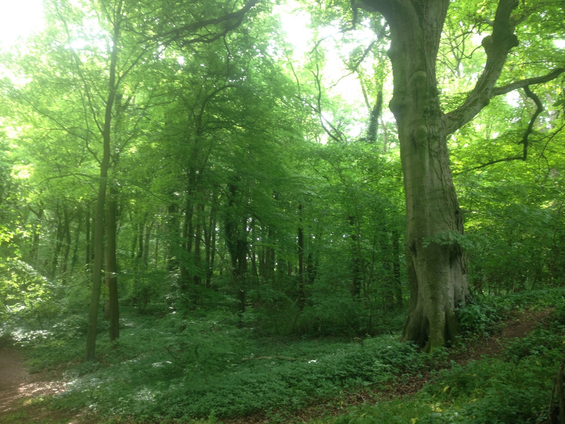 Miškas,  Medžiai,  Gamta,  Anglija,  Oxfordshire Miškas, Nemokamos Nuotraukos,  Nemokama Licenzija