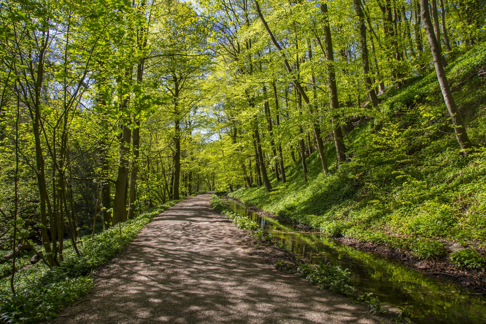 Žalias,  Gražus,  Miškas,  Medis & Nbsp,  Bagažinė,  Pušis & Nbsp,  Medis,  Kaimo Vietovė,  Miško Kraštovaizdis,  Pušis & Nbsp