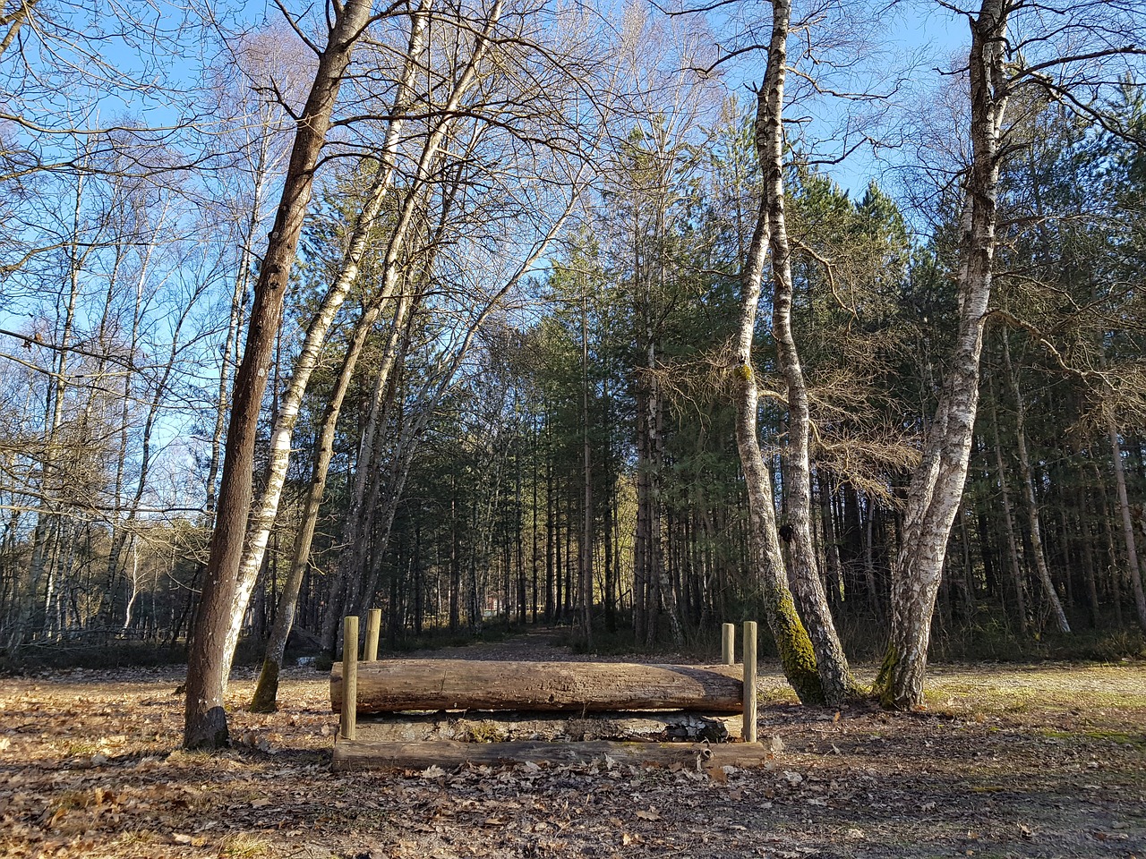 Miško Šuolis,  Cce,  Įvykis,  Miškas,  Žirgo Šuolis,  Mediena,  Gamta,  Medis,  Kraštovaizdis,  Lauke