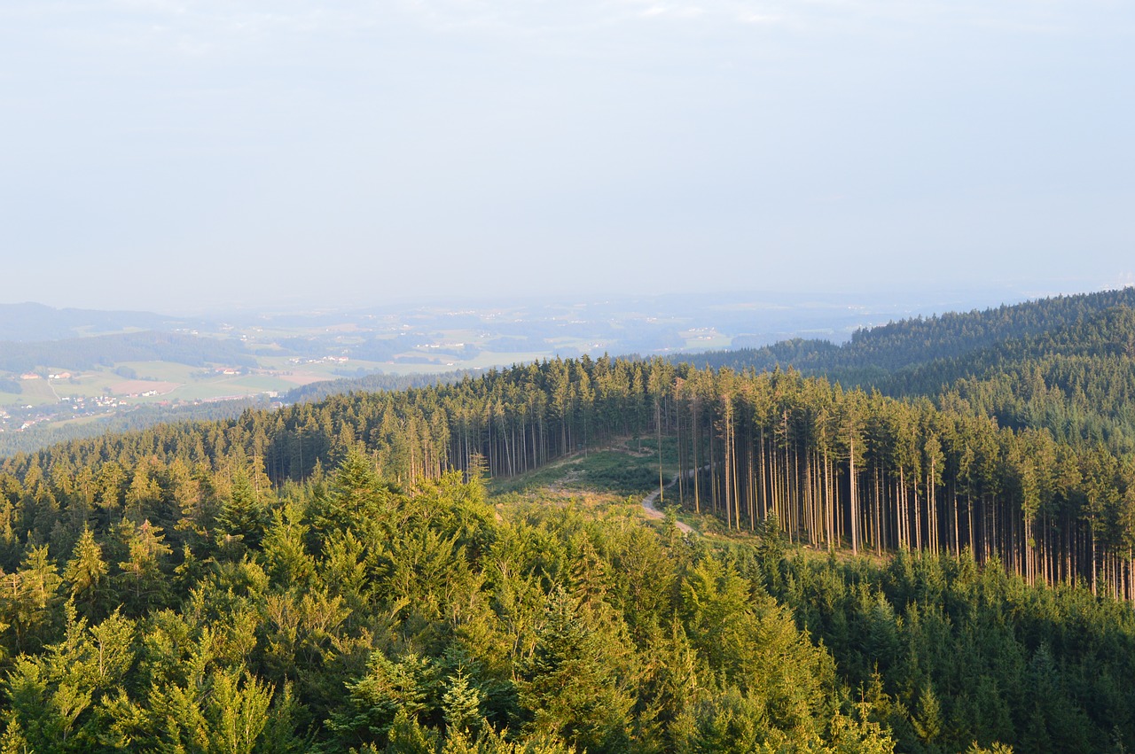 Miškas, Kraštovaizdis, Gamta, Vaizdas, Bokštas Austria, Vėlyva Popietė, Nemokamos Nuotraukos,  Nemokama Licenzija