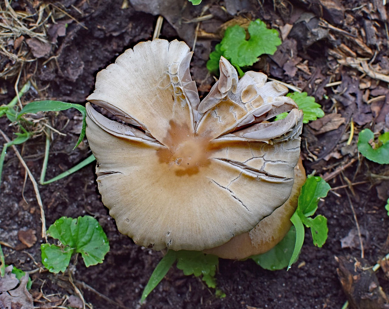 Miško Grybai, Grybai, Grybai, Augalas, Miško Paklotė, Vasara, Tennessee, Usa, Flora, Ruda