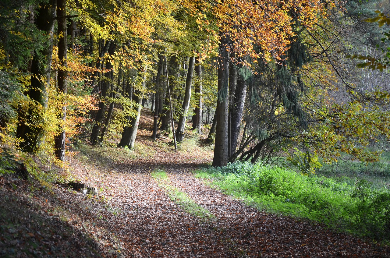 Miško Takas, Ruduo, Medžiai, Kritimo Spalva, Rudens Šviesa, Nemokamos Nuotraukos,  Nemokama Licenzija