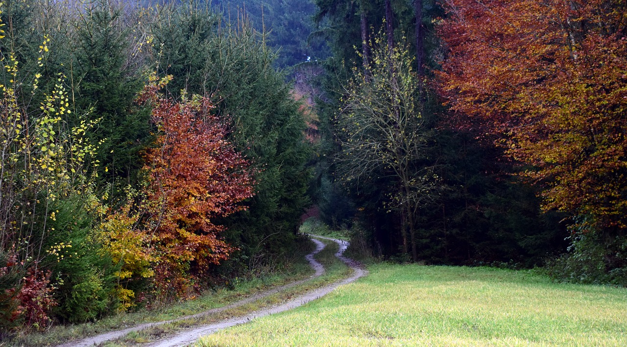 Miško Takas, Miškas, Medžiai, Gamta, Toli, Lapai, Juostos, Ruduo, Lapkritis, Spalvinga