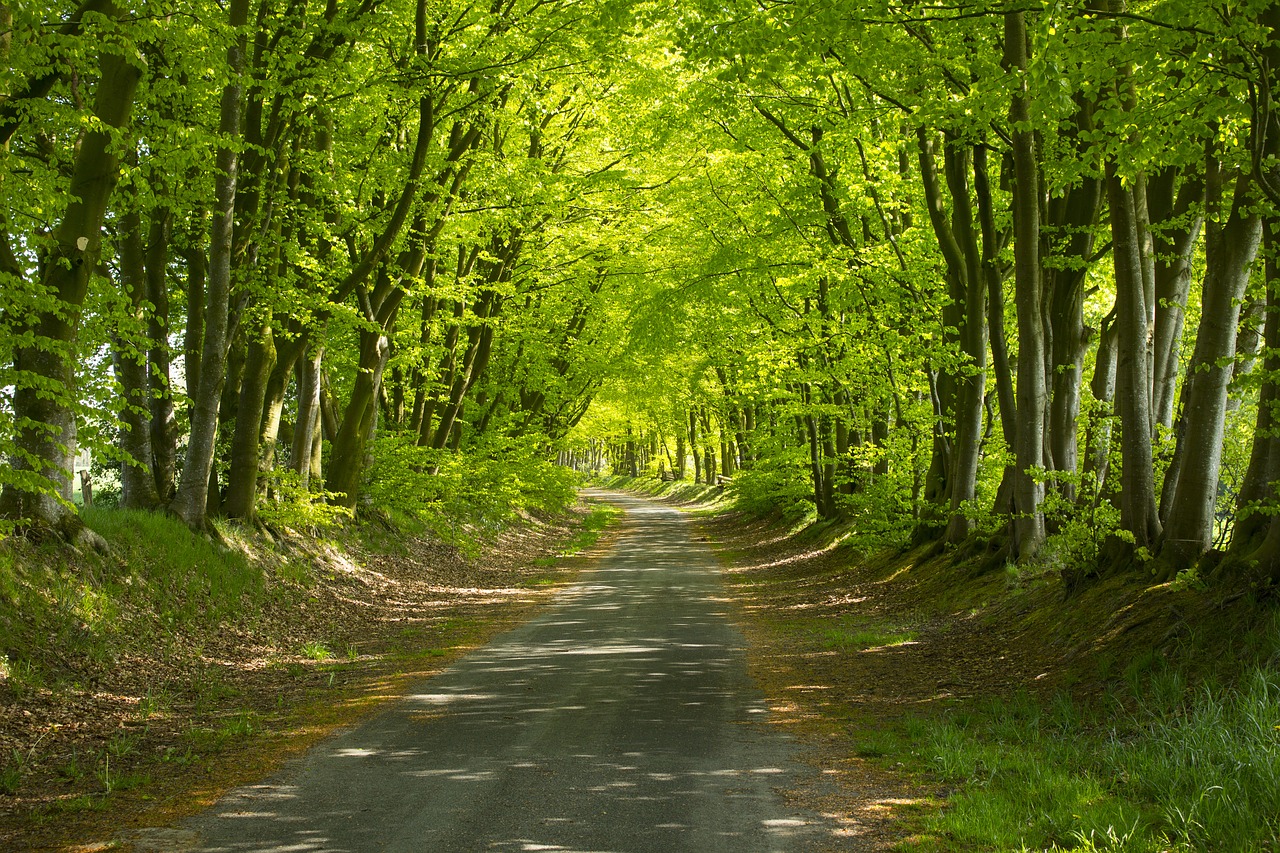 Miško Takas, Saulės Šviesa, Kraštovaizdis, Nuotaika, Nemokamos Nuotraukos,  Nemokama Licenzija