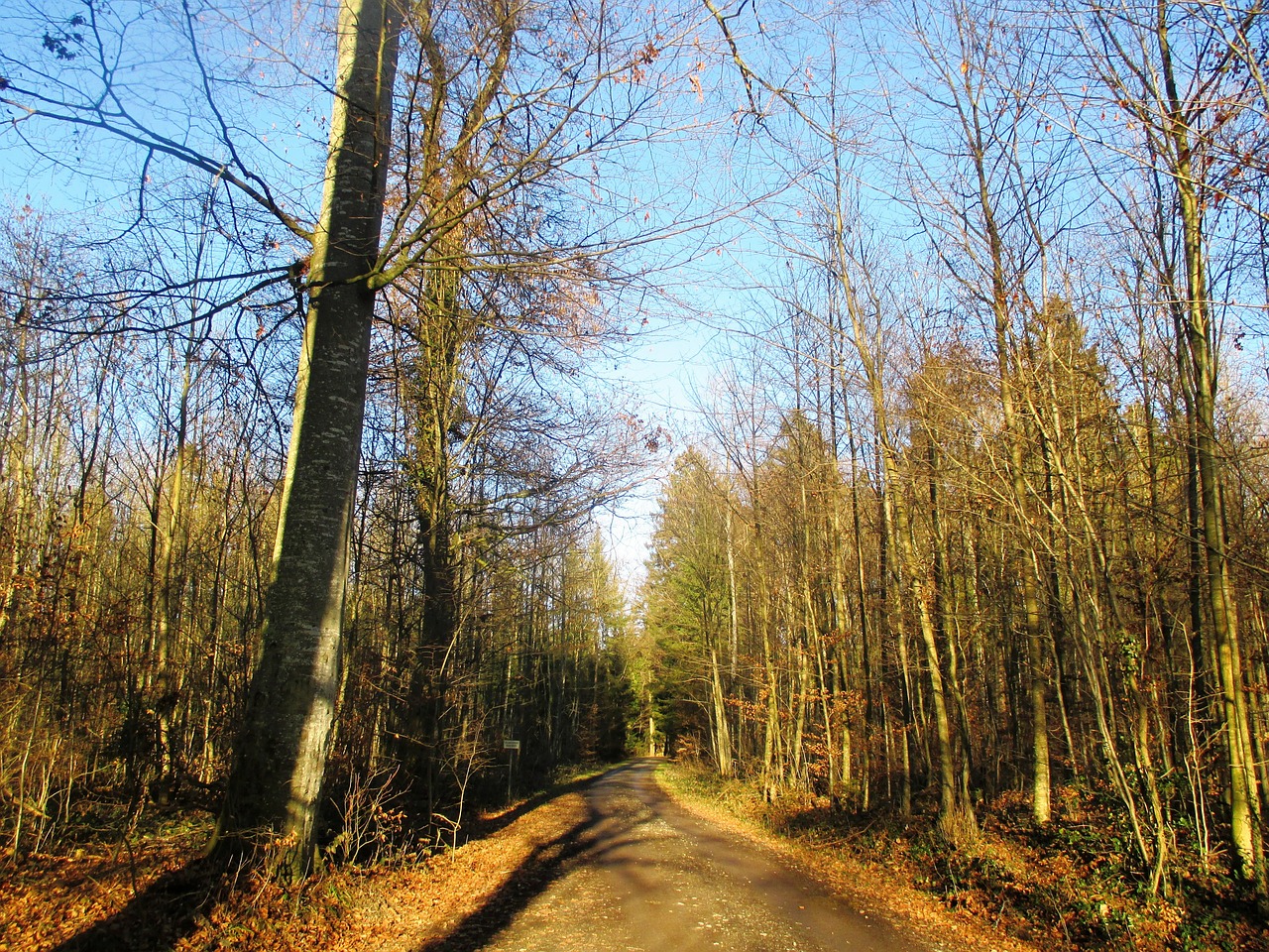 Miško Takas, Miškas, Idilija, Migracijos Kelias, Kelias, Žygiai, Medžiai, Šveicarija, Thurgau, Amriswil