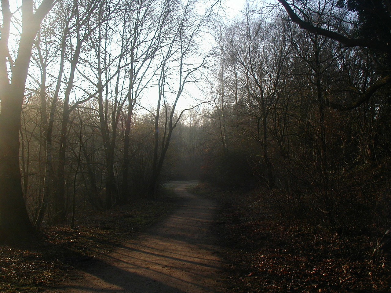 Miško Takas, Ryto Saulė, Migla, Miškas, Atmosfera, Nemokamos Nuotraukos,  Nemokama Licenzija