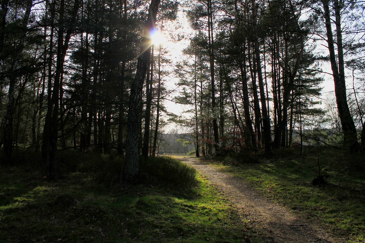 Miško Takas, Juostos, Miškas, Atgal Šviesa, Toli, Saulės Spindulys, Nuotaika, Atmosfera, Nemokamos Nuotraukos,  Nemokama Licenzija