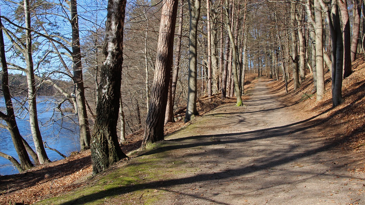 Miško Takas,  Ežeras,  Gamta,  Medis,  Be Honoraro Mokesčio, Nemokamos Nuotraukos,  Nemokama Licenzija