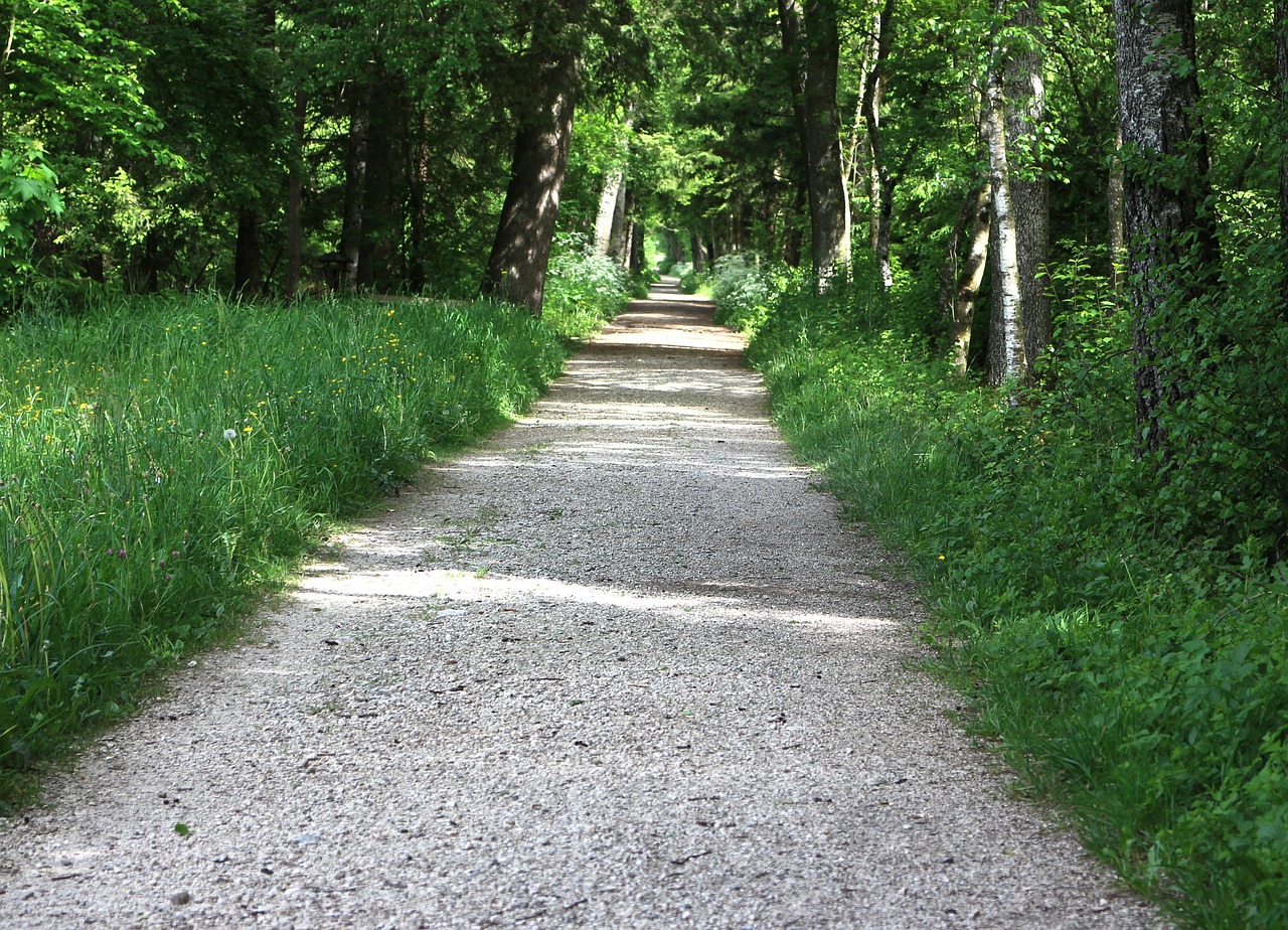 Miško Takas, Juostos, Miškas, Medžiai, Toli, Žalias, Nemokamos Nuotraukos,  Nemokama Licenzija